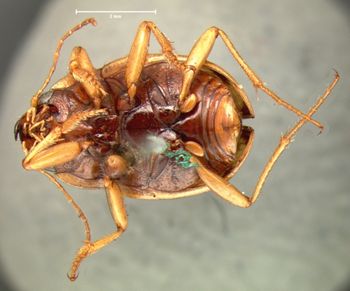 Media type: image;   Entomology 33478 Aspect: habitus ventral view